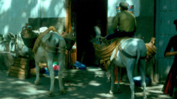 Burros por Mojácar